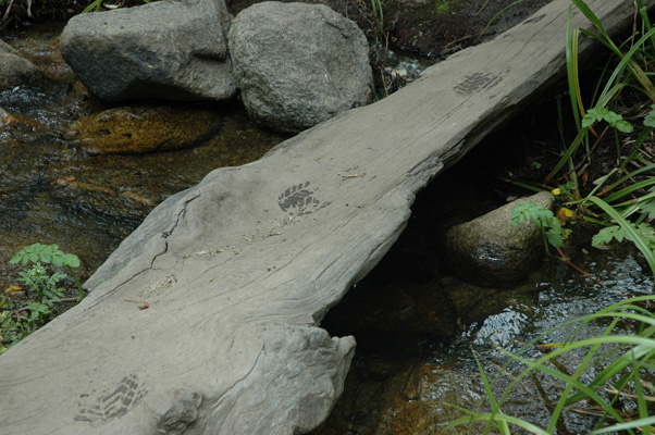Soberanes Canyon 042.jpg